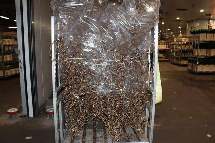 <h4>Corylus Avellana Contorta X10 130cm</h4>