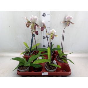 Paphiopedilum   ...