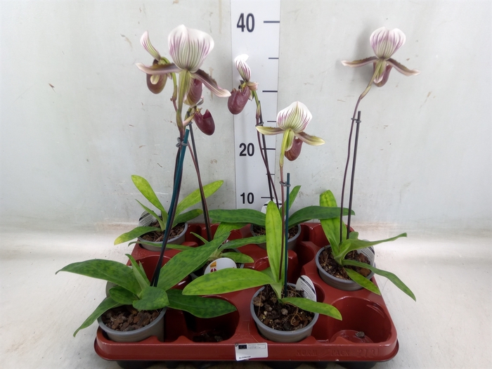 <h4>Paphiopedilum   ...</h4>