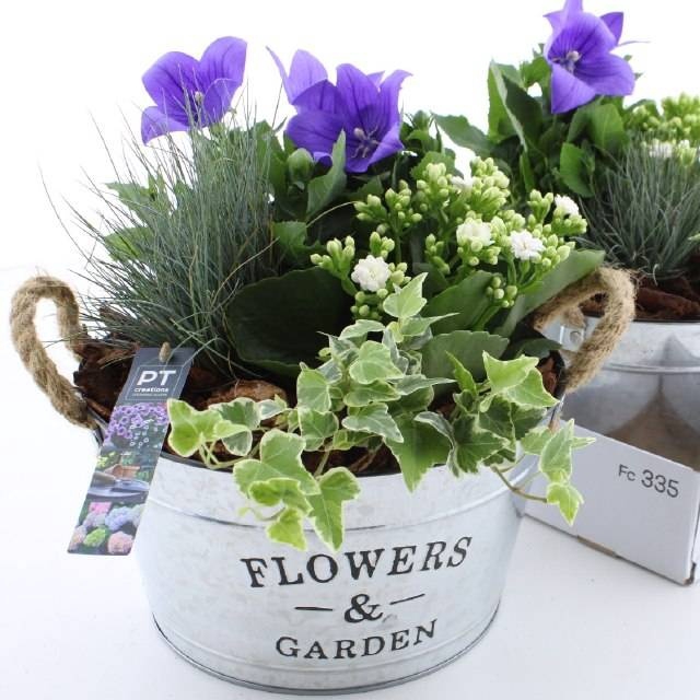 <h4>ARR TUINPLANTEN</h4>