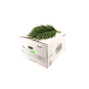 Phoenix Bq 60cm
