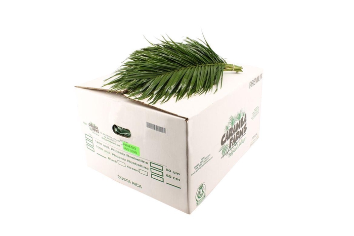 <h4>Phoenix Bq 60cm</h4>