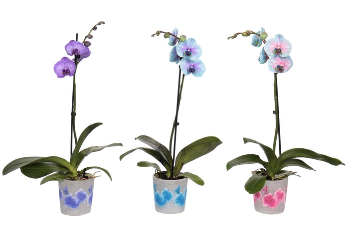 <h4>Fiore Mix Phal I Am Special Mix 1T9+ (24 uur levertijd)</h4>