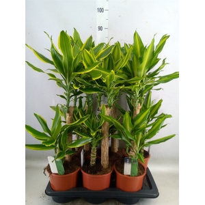 Dracaena frag.   ...mix 3
