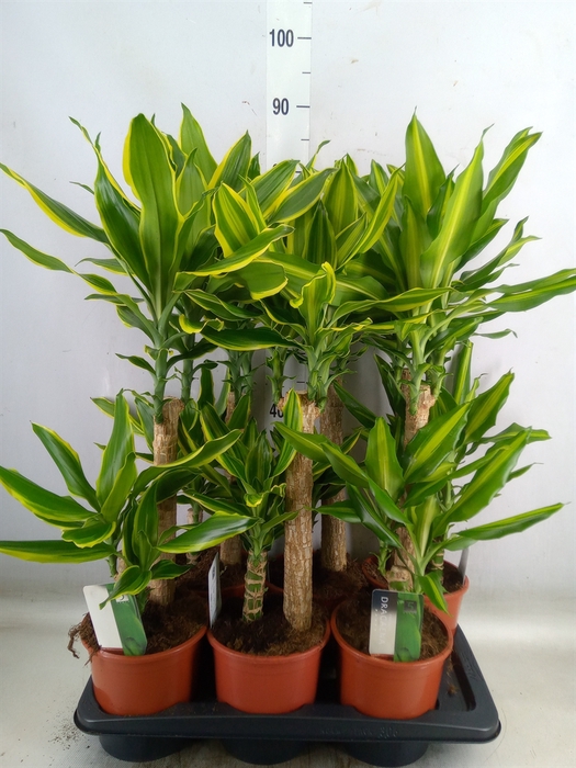<h4>Dracaena frag.   ...mix 3</h4>