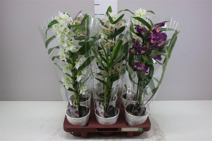 <h4>Dendrobium Nobilee Mix 1 Tak</h4>