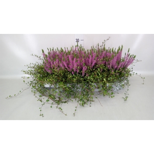 Calluna vulg. 'Beauty L Renate'