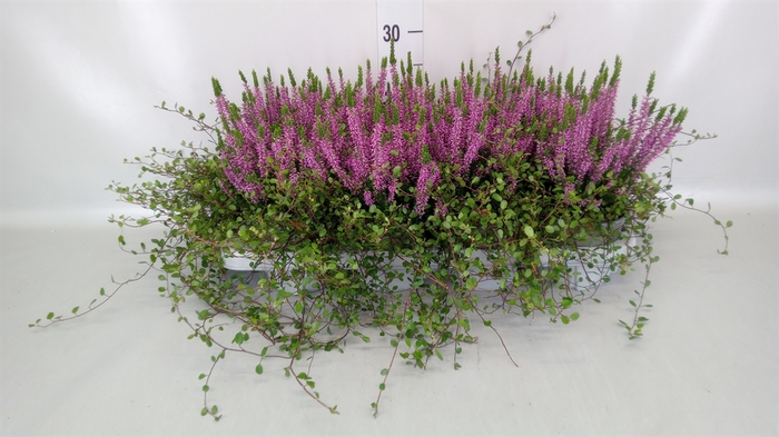 <h4>Calluna vulg. 'Beauty L Renate'</h4>