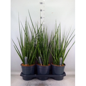 Sansevieria   ...