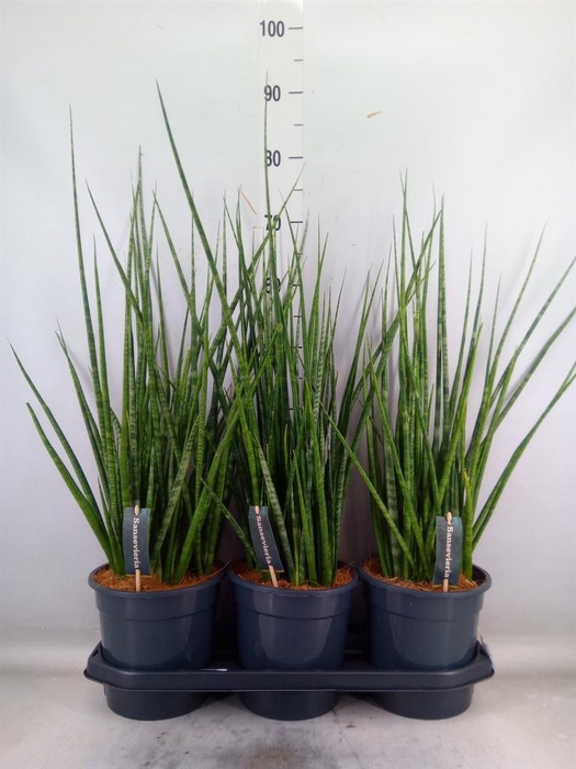 <h4>Sansevieria   ...</h4>