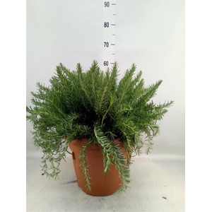 Rosmarinus offi. 'Prostratus'