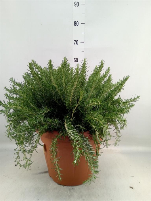 <h4>Rosmarinus offi. 'Prostratus'</h4>