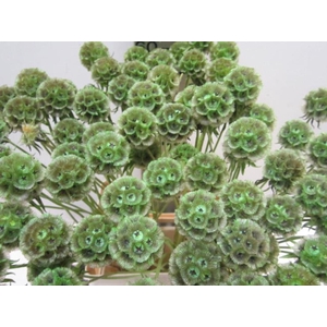 Scabiosa Groen