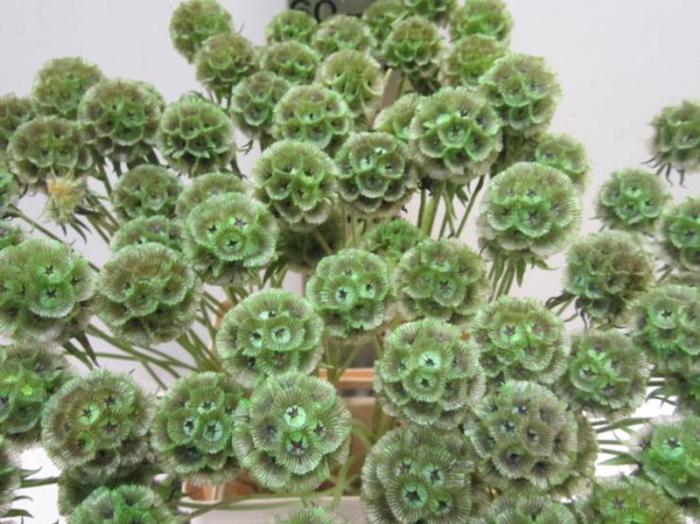 Scabiosa Groen (gedroogd)