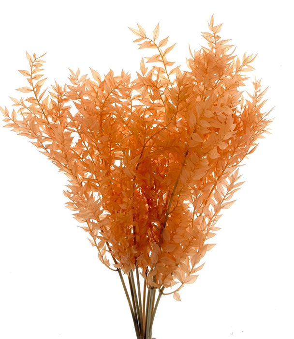 <h4>Pres Ruscus Soft Bleached Salmon Per Stem</h4>