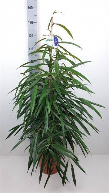 <h4>Ficus binn. 'Alii'</h4>