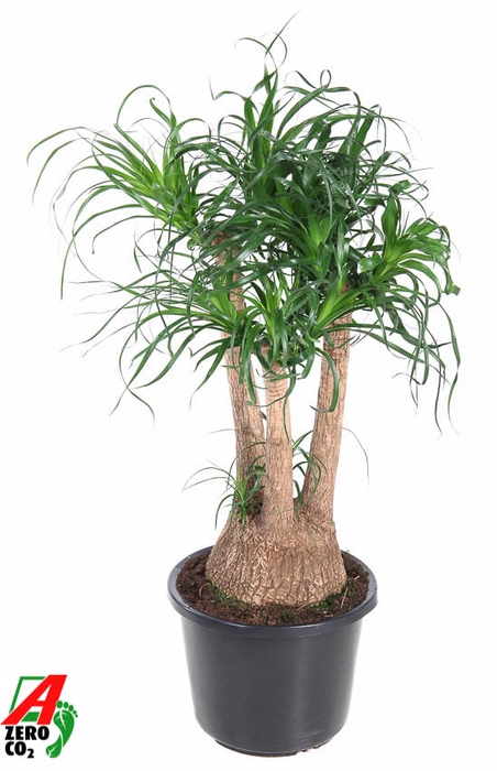 Beaucarnea Recurvata Vertakt