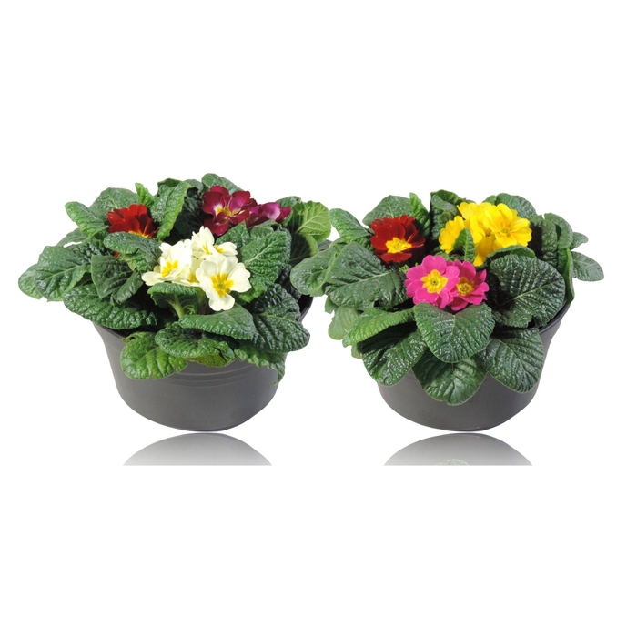 <h4>Primula Ac Gemengd Patio Pot</h4>