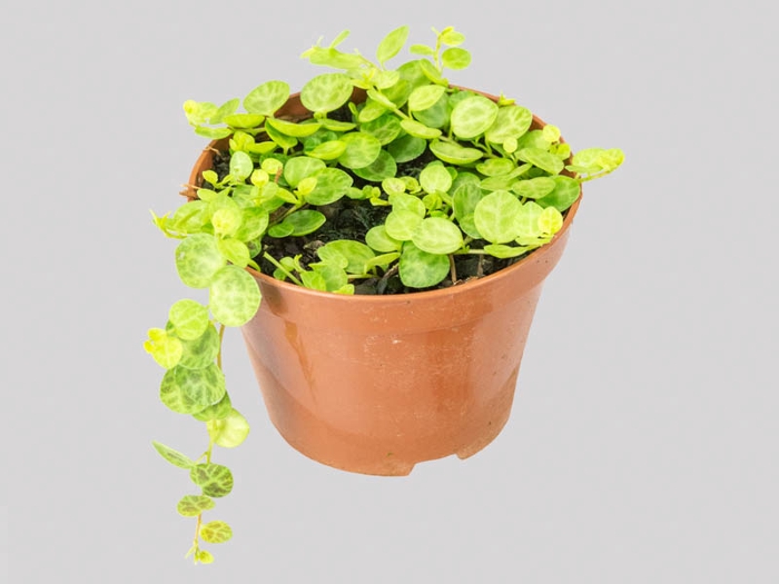 <h4>PEPEROMIA PROSTATA P11</h4>