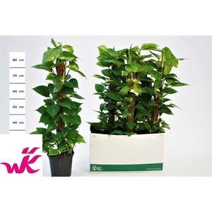 Epipremnum pinnatum mosstok 19Ø 95cm