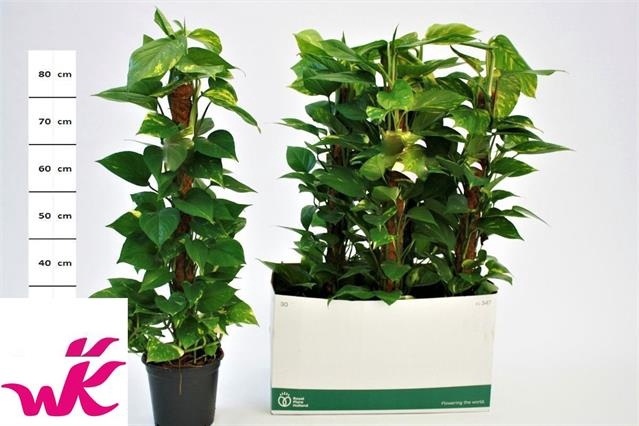 Epipremnum pinnatum mosstok 19Ø 95cm