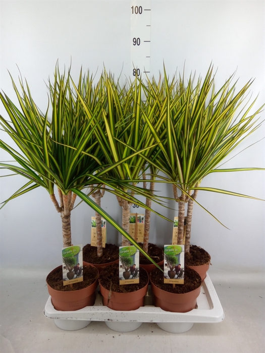 <h4>Dracaena marg. 'Sunray'</h4>