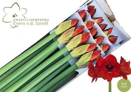 <h4>Hipp Ga Red Lion</h4>