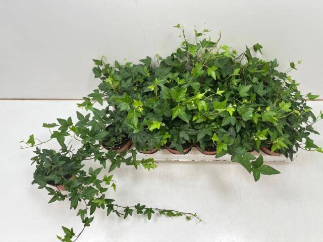 <h4>HED HE SHAMROCK</h4>