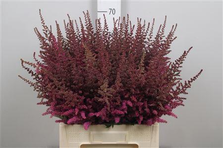 <h4>Astil Maggie Daley</h4>