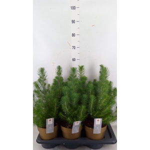 Pinus pinea 'Silver Crest'