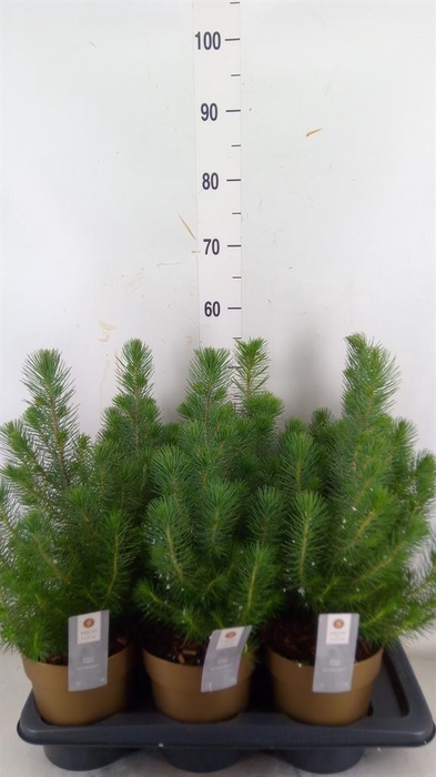 <h4>Pinus pinea 'Silver Crest'</h4>