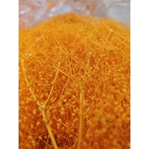 GESTABILISEERD GYPS MILLION STAR APRICOT