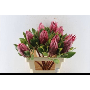 PROTEA CY MADIBA