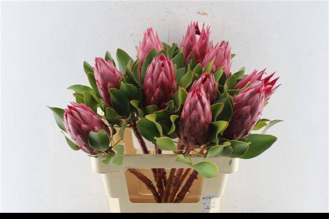 <h4>PROTEA CY MADIBA</h4>