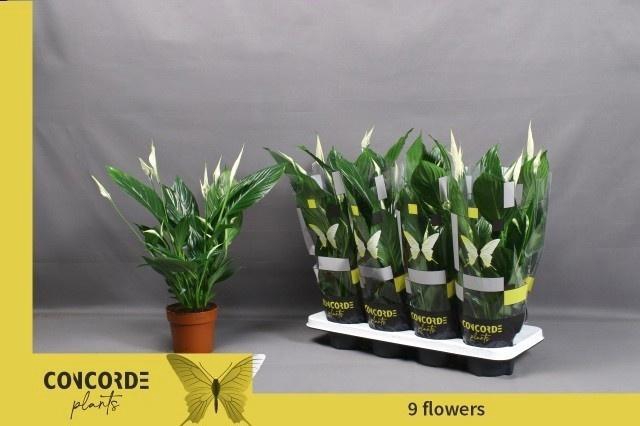 <h4>SPATH PICO CUPIDO</h4>