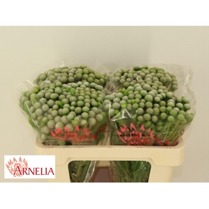 BRUN AYOBA SILV MOON