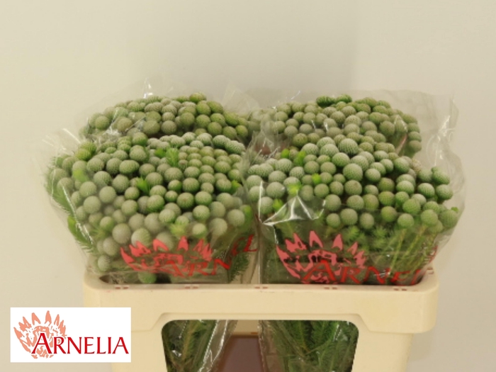 <h4>BRUN AYOBA SILV MOON</h4>