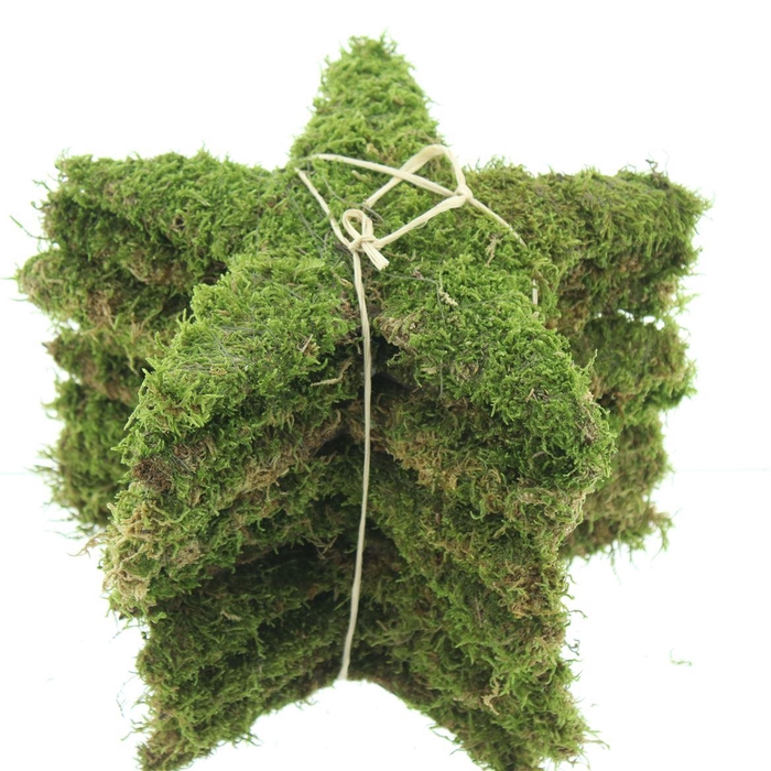 <h4>Pres Moss Star Green Medium</h4>