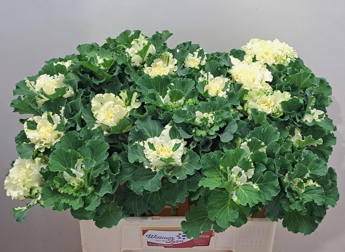 <h4>Brass Crane Ru White</h4>