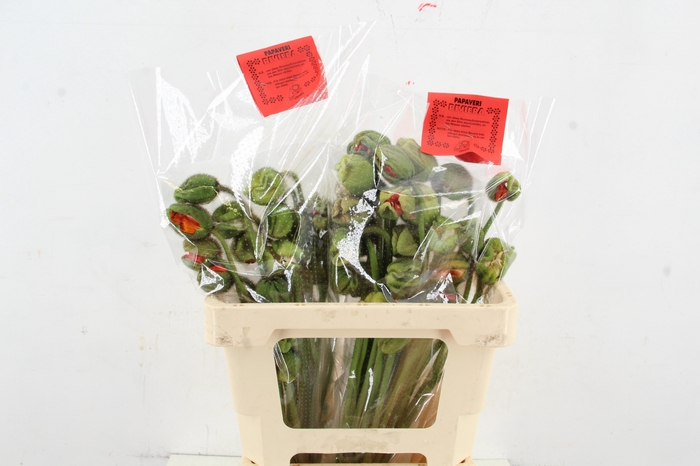 <h4>PAPAVER EXTRA</h4>