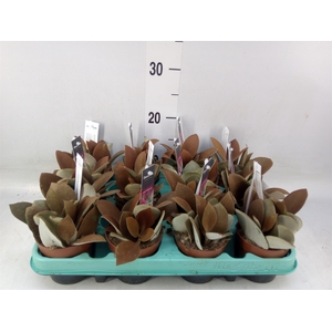 Kalanchoe NF orygalis