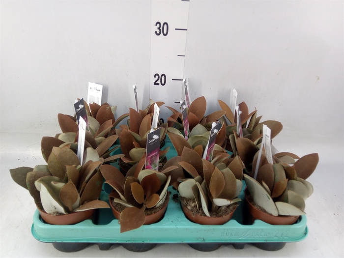 <h4>Kalanchoe NF orygalis</h4>