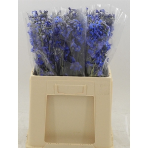 Delphinium Enkel Deldonna Blue