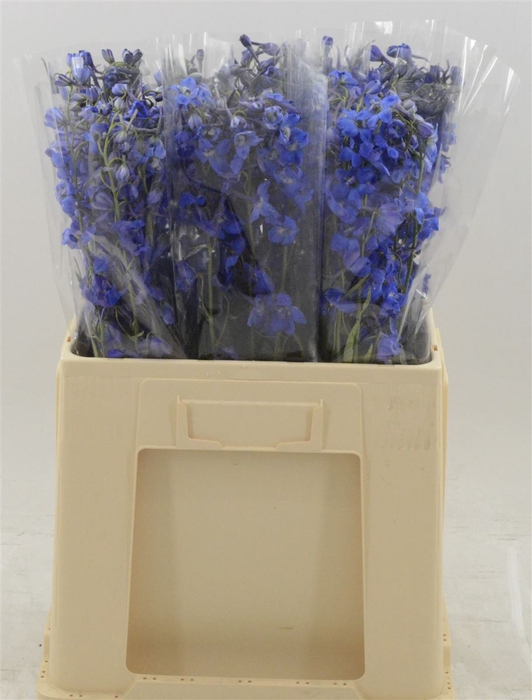 Delphinium enkel Deldonna Blue