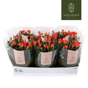 Rosa Kordana Schaal Oranje