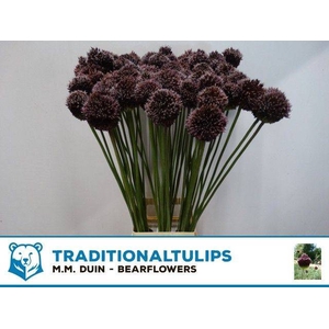 Allium Forelock MM Duin