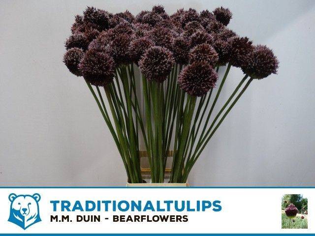 <h4>Allium Forelock MM Duin</h4>