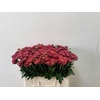 Chr T Blenda Red X5