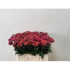 Chr T Blenda Red