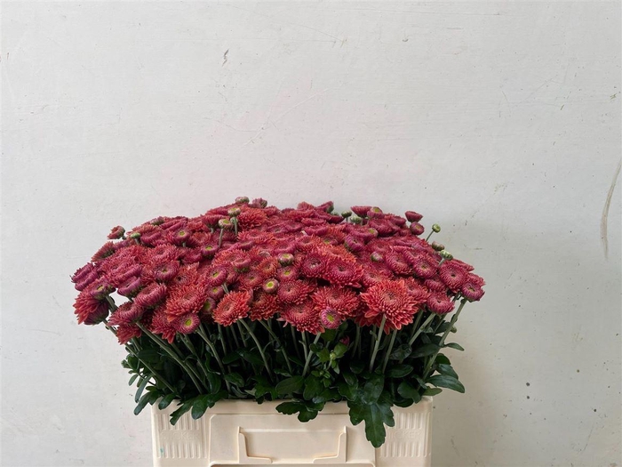 Chr T Blenda Red X5